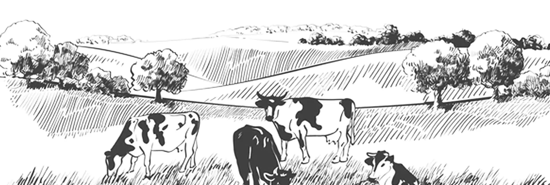 gaushala-field